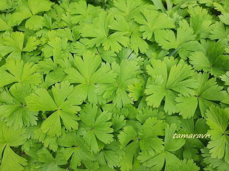 Арсеньевия гладкая / Ветреница гладкая (Arsenjevia glabrata, =Anemone glabrata)