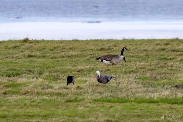 Bar-headed goose