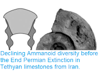 https://sciencythoughts.blogspot.com/2018/02/declining-ammanoid-diversity-before-end.html