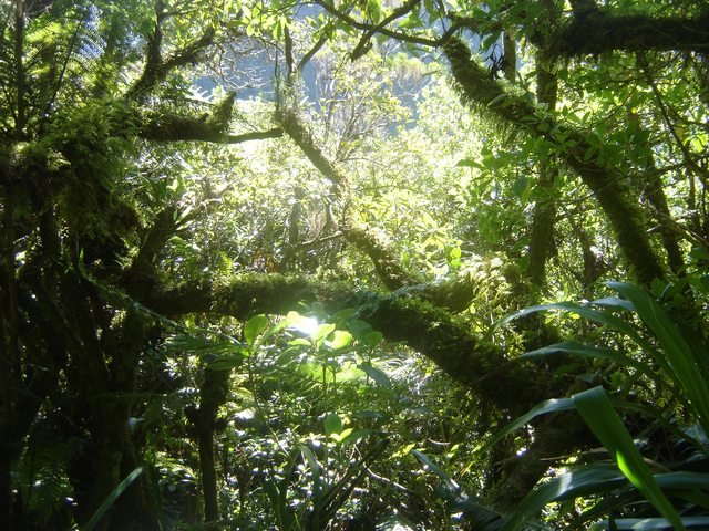 foret de la Plaine des Cafres - Ile de la Reunion