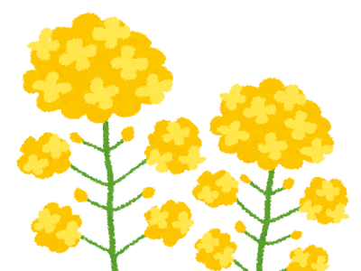 すべての動物の画像 イラスト 菜の花畑