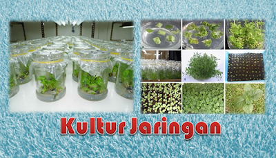 Kultur Jaringan