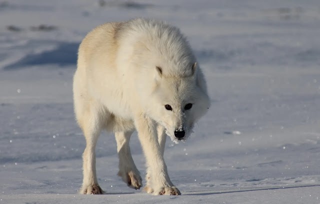 O lobo polar da Groenlândia: genética e conservação de uma subespécie única