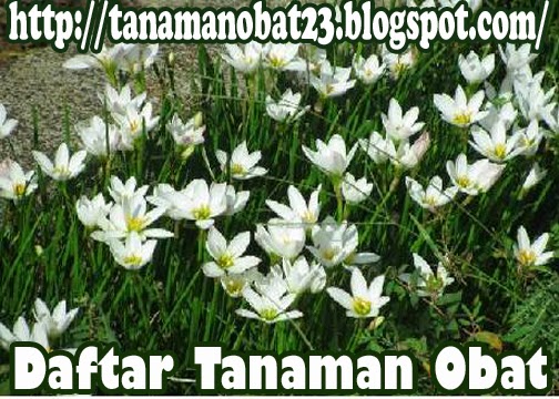 Tanaman Obat Kembang Coklat (Zephyranthes can