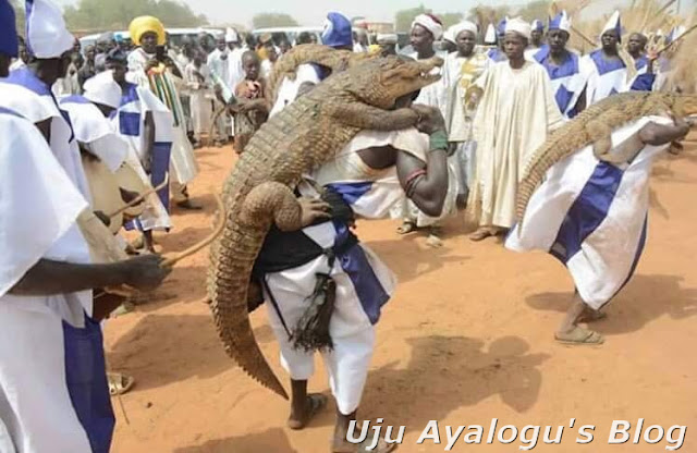 Nigerian Men Carrying Live Crocodiles On Their Backs During A Festival In Sokot