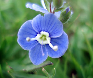 Germander Speedwell