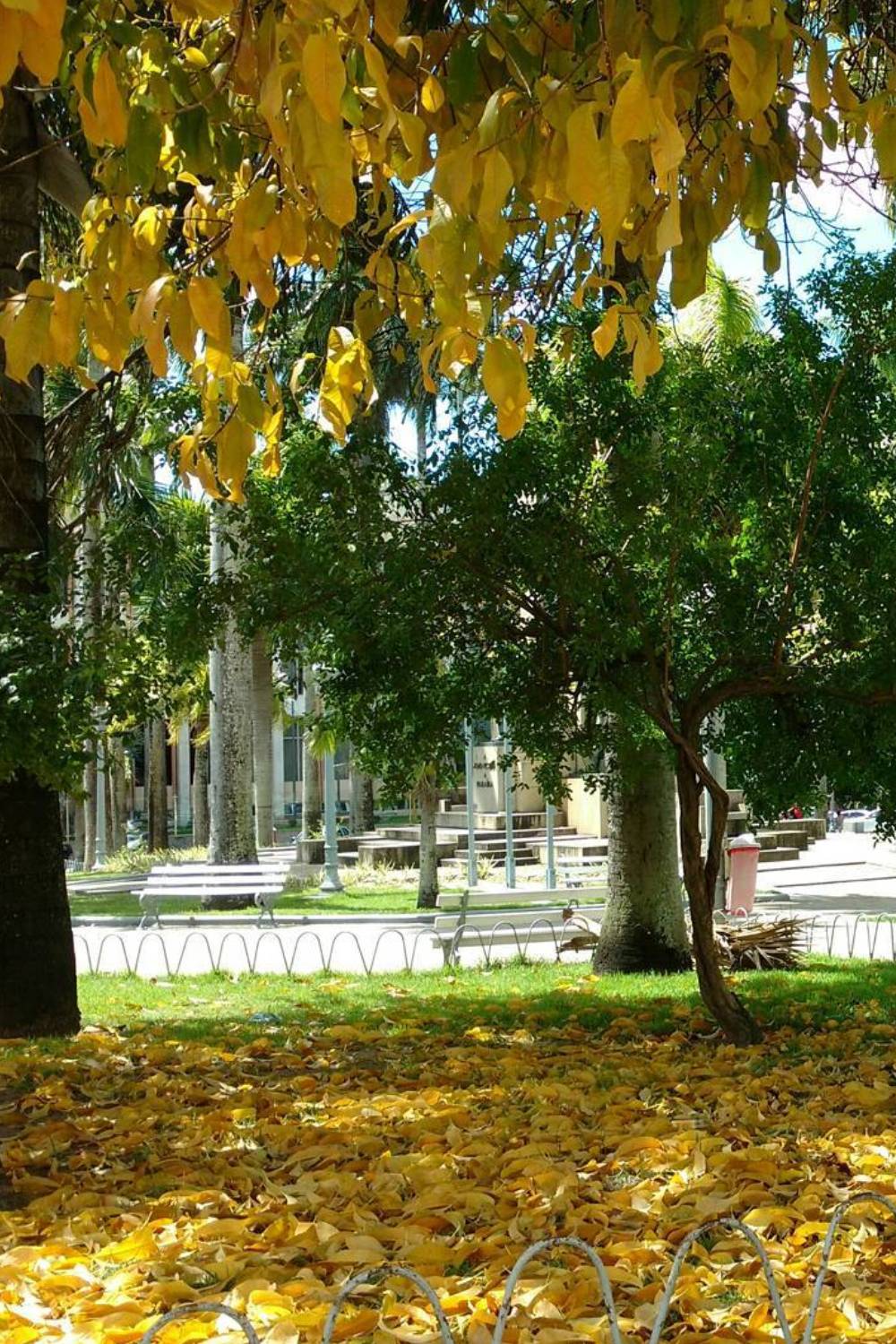 ambiente de leitura carlos romero cronica saulo mendonca jampa capital paraiba mudanca nome carinho cidade amor telurico