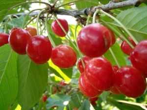 Benih Bibit Buah Cherry (Import)