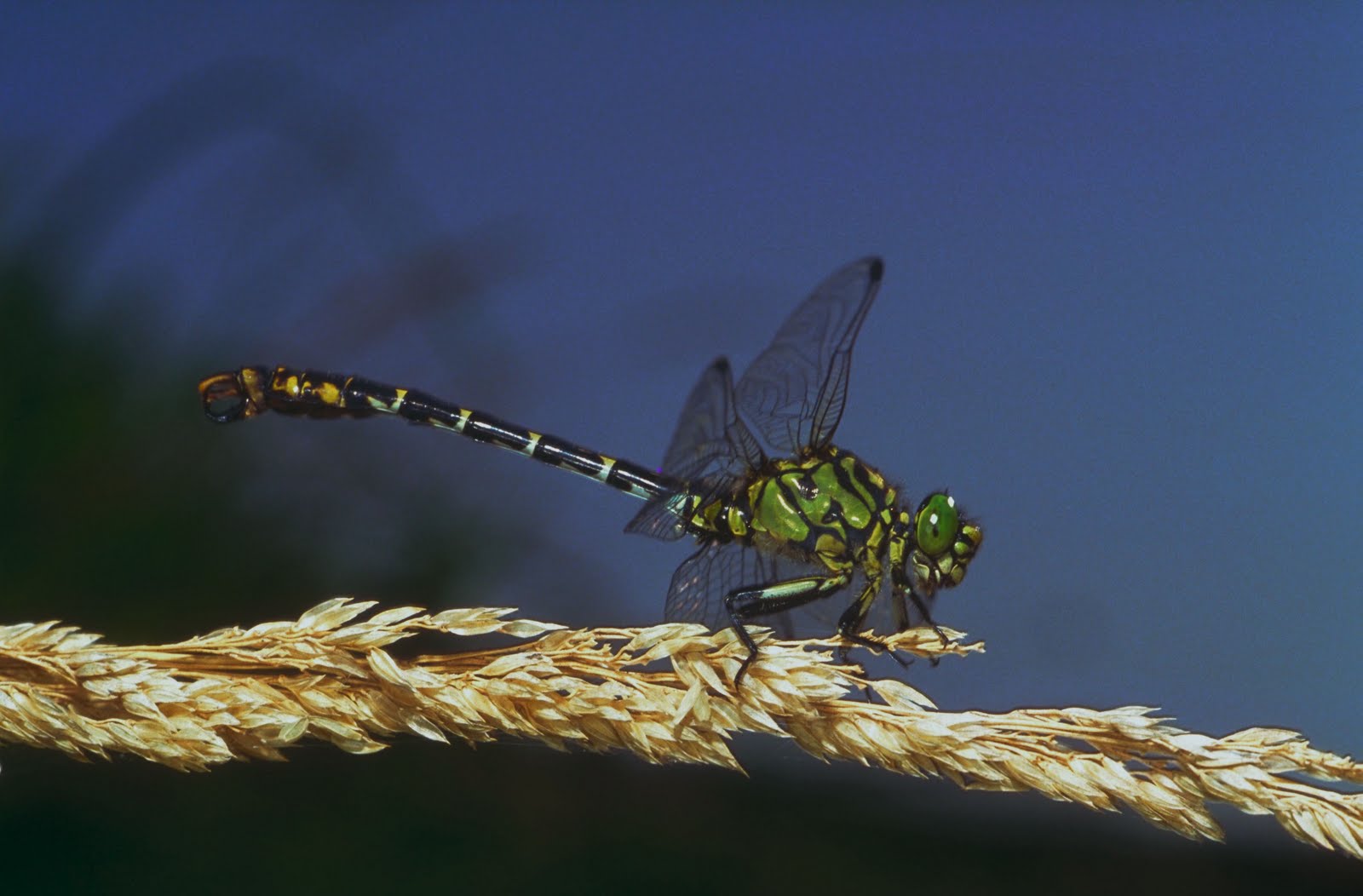 My blog: Fotos de insectos más cerca de lo que tú te imaginas VII