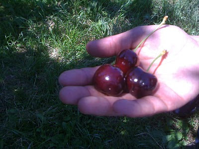 Van Cherries