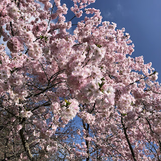 ドイツで桜と梅のお花見！〜Hohenheimer Gärten/ホーエンハイマー・ガーデン〜