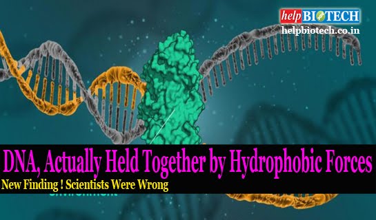 DNA, Actually Held Together by Hydrophobic Forces | New Findings