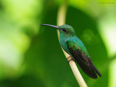 Beautiful Bird Desktop Wallpaper