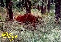 Sejarah Penyelamatan Harimau Jawa dan Masa Depannya di Meru Betiri