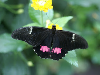 Parides sp. - Cattlehearts - Papillon noir et rouge