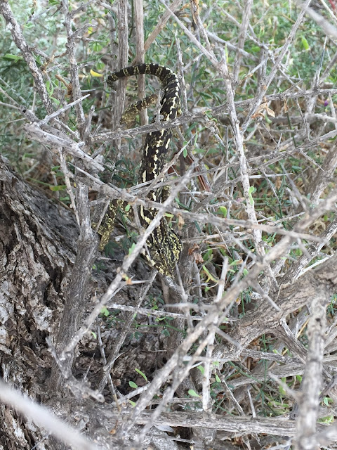 Common chameleon, Almeria