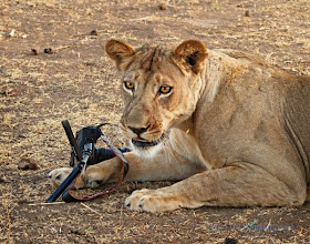 Lion steals camera, lion pictures, lion photos, animals stealing things
