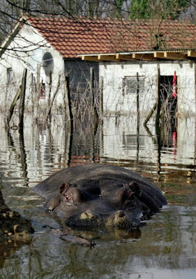 Hippo on the Run Seen On www.coolpicturegallery.us