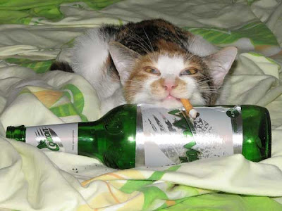 drunk cat pictures