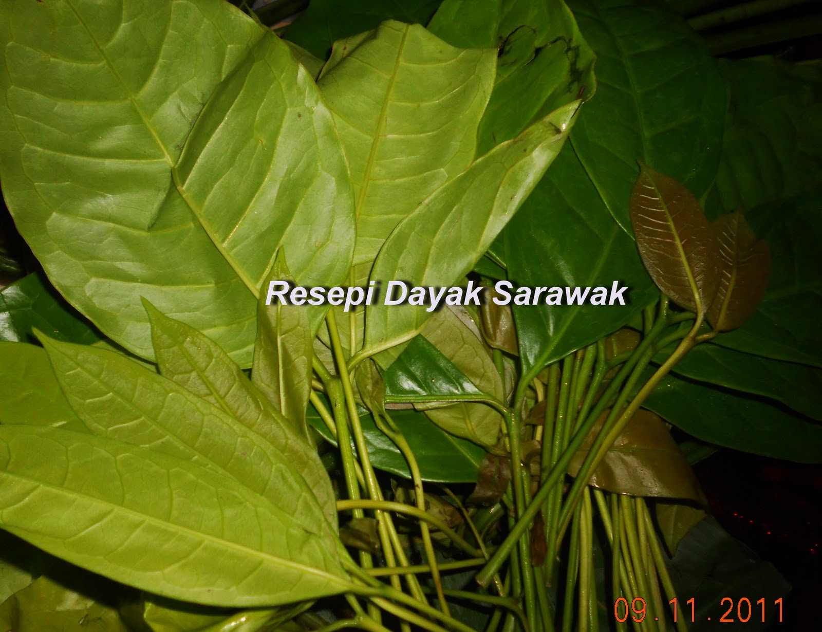 Resepi Sarawak: RESEPI SUP DAUN SABUNG DENGAN SALAI IKAN