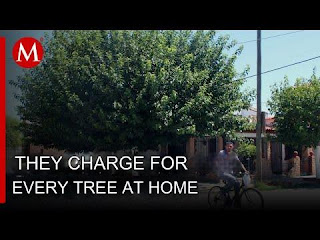 The Broke Ass Cartel Extorts Citizens For Every Tree That Provides Shade