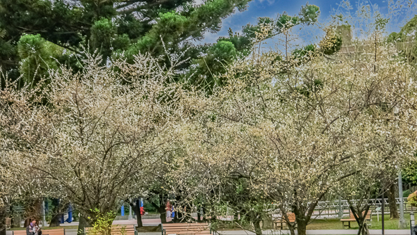 台北中山榮星花園梅花水池賞花好去處，綠草坪、遊戲場還有游泳池