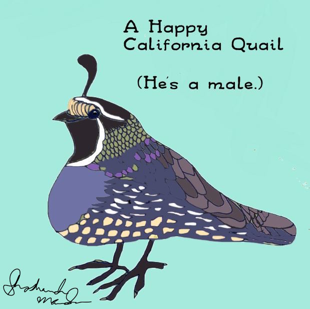 California Quail by Shoshanah Marohn 2016