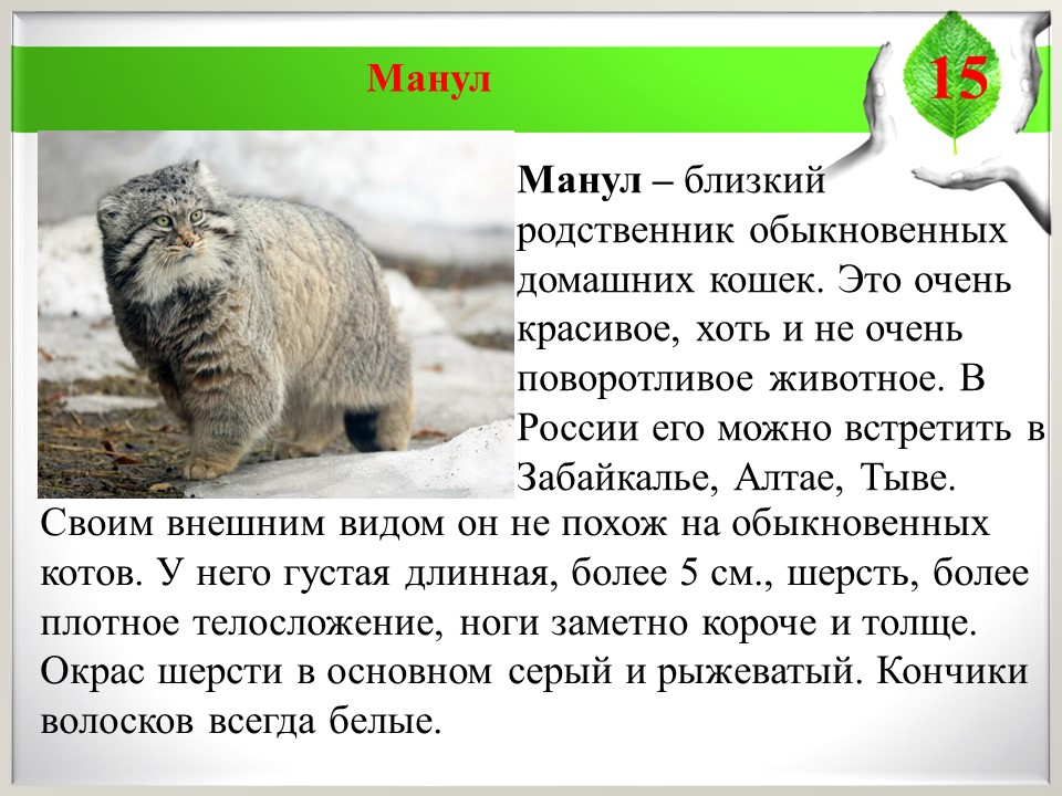 Плотность шерсти сибирского манула густоты