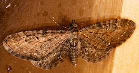 Common Pug, Eupithecia vulgata.  Hayes, 1 June 2016.