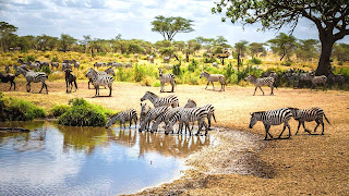 Tanzania Honeymoon romantic safari