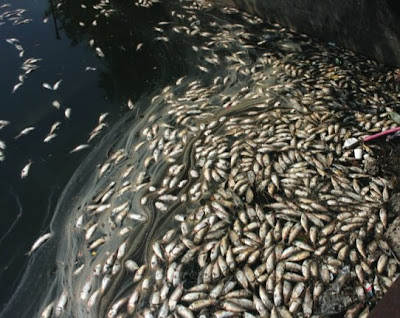 The sight and smell of what appeared to be thousands of dead fish in 