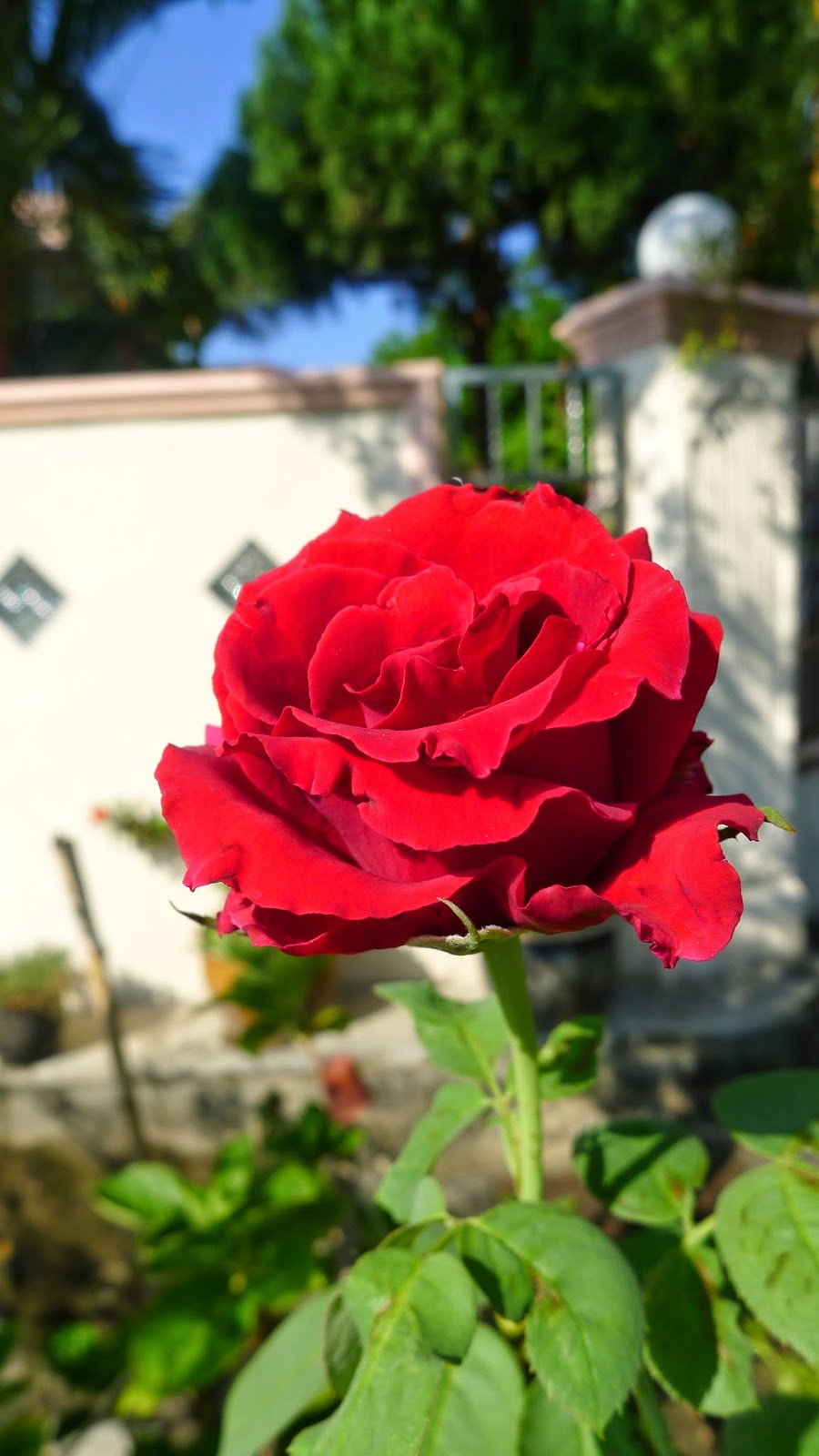 My Beautiful 'Flower - Flower ' World: Beautiful Roses