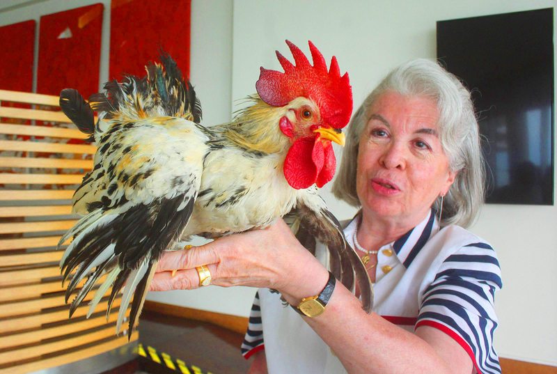 Abogada explica por qué tiene un gallo como mascota