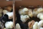 5 hal yang harus dihindari pada saat memelihara DOC / Anak Ayam Kampung 