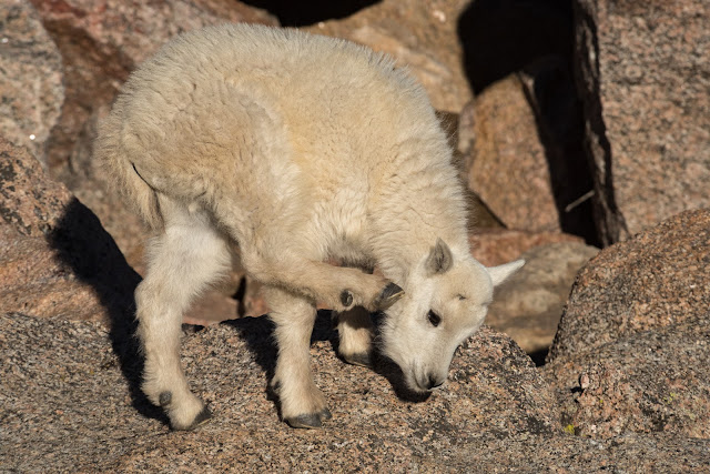 Mountain Goat, Mount Evans