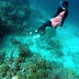 Tips Free Diving untuk Pemula