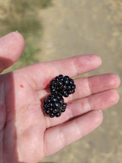 a person's hand holding two freshly picked dark purple blackberries with the ground visible below