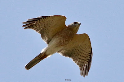 Shikra