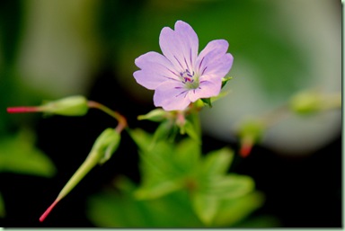 Geranium nodosum