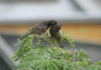 Bird Grooming