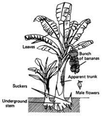 Pengetahuan Bahan Pangan: Pisang