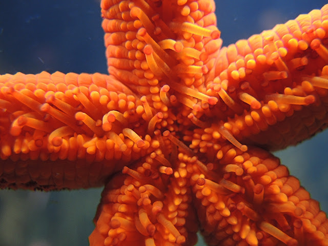 In de zoo: parende haaien, oranje sterren en viskens ...