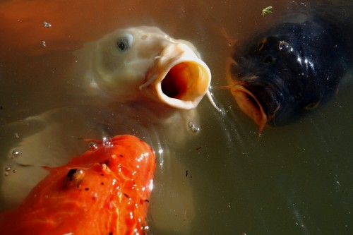 Scream!!!.