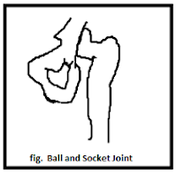 Ball and Socket Joint