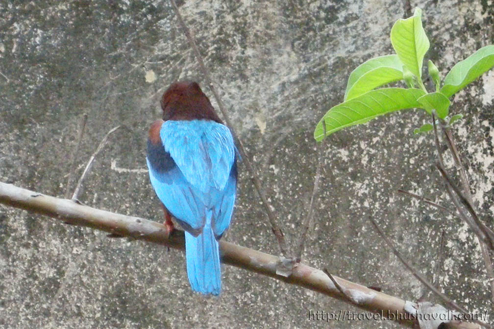 White Breasted Kingfisher in Chennai
