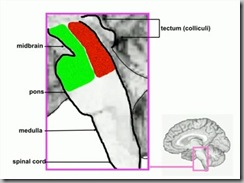 Brain Stem