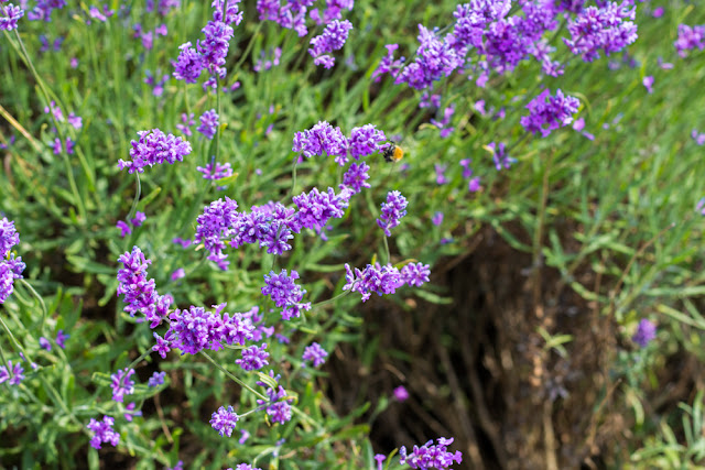 Mayfields Lavender Farm on Pull Down The Moon