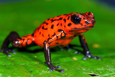 amphibians photos google 