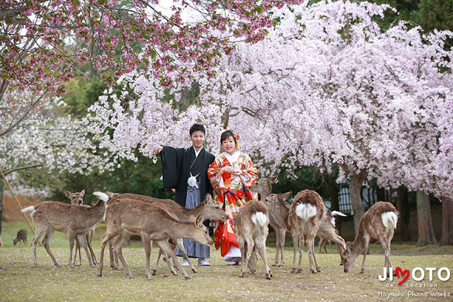 奈良の桜で前撮りロケーション撮影