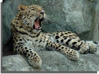 Leopard Yawn